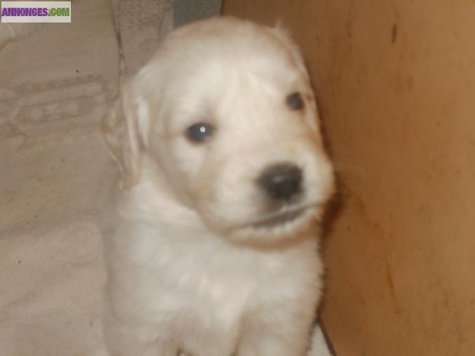 Chiots type Golden Retriever