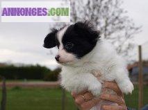 Epagneul Nains Continental Papillon non LOF
