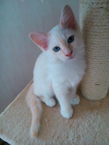 Chaton sacré de birmanie disponible maintenant