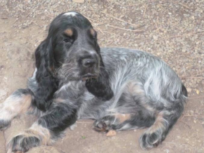 CHIOTS COCKER AU LOF