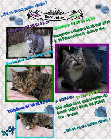 Chatte tigrée perdue dans le VAR