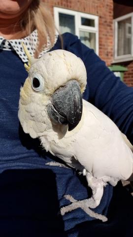 Adorable Perroquet Femelle Cacatoès Huppe  jaune