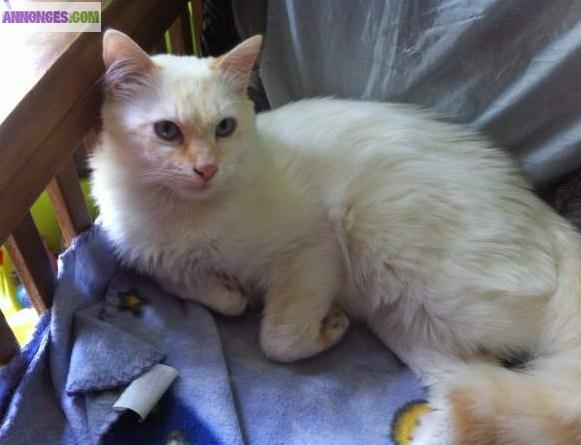 Chat mi angora mâle