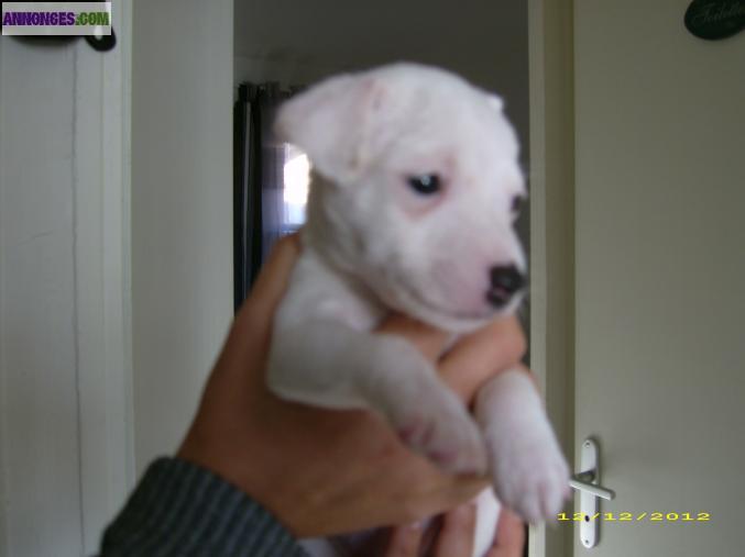 Chiots jack russell parson