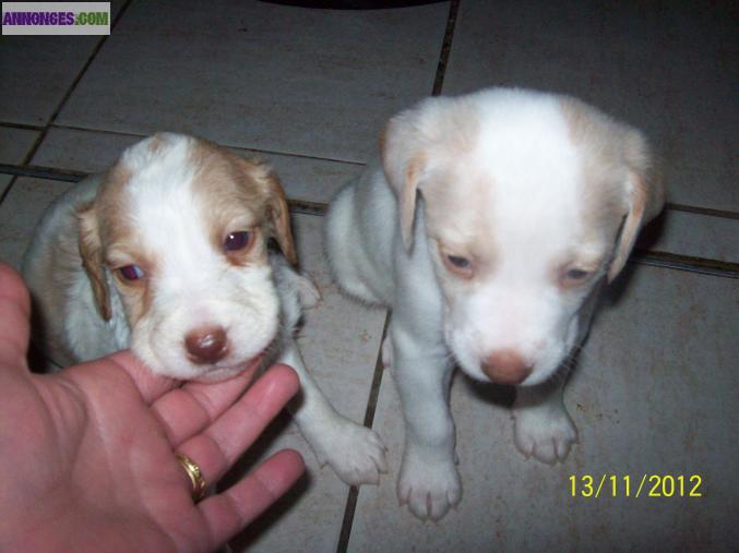 Chiots types epagneul breton