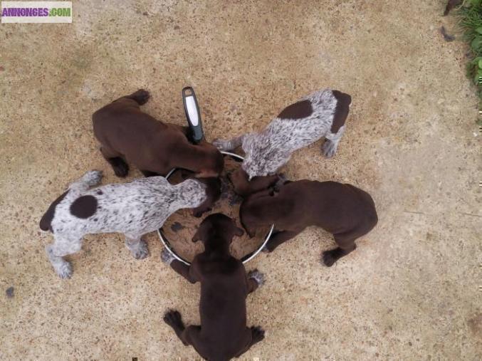 Chiots braque allemand lof a reserver