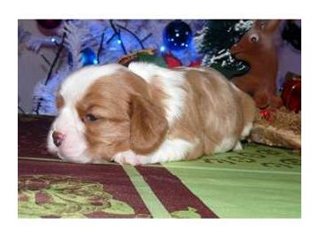 Chiots CAVALIER KING CHARLES