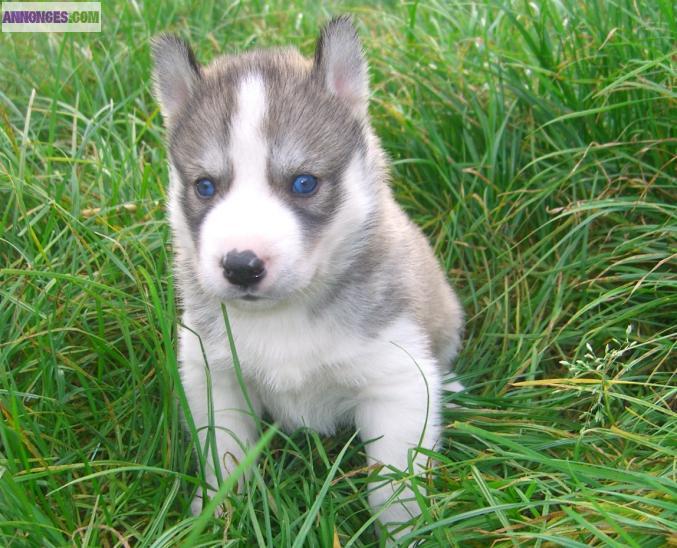 Chiots SIBERIAN HUSKY LOF