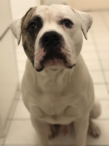 Bouledogue américain