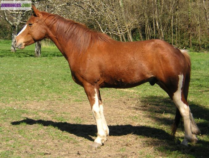 Impress Sonny DD Jet Paint horse 4 ans 1/2