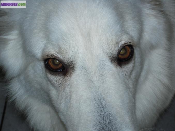 GARDE ANIMAL DE COMPAGNIE