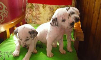 Vend chiots dalmatiens