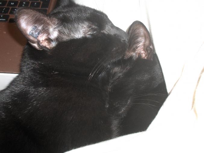 Jeunes chats à adopter