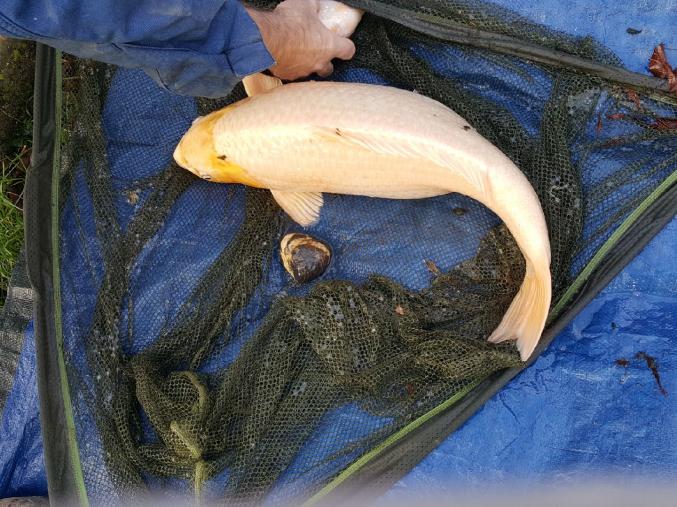 3 grosses Carpes Koïs 