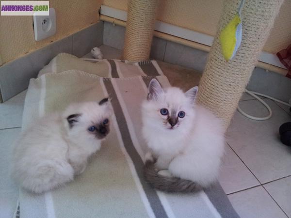 A adopter magnifiques chatons sacre de birmanie
