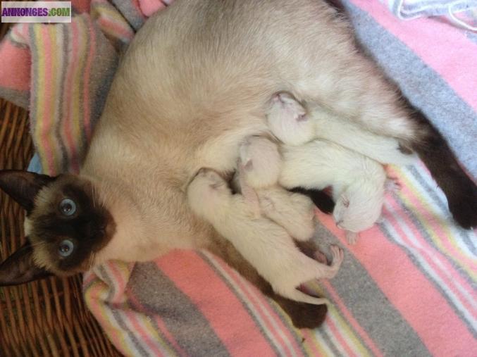 Chatons siamois seal point