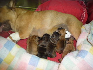 A réserver chiots Bouledogues Français lof