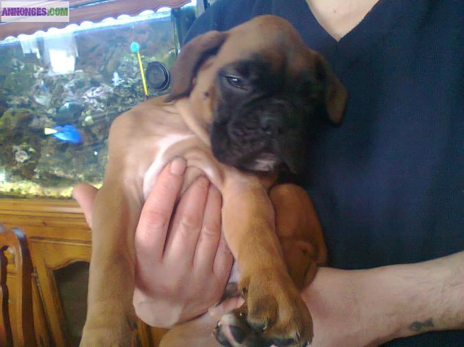 Chiots Boxer a Réservé