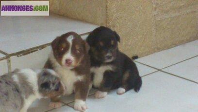 Chiot Berger Australien