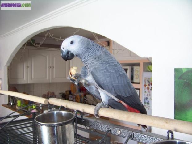 Cède Bébé perroquet gris du gabon