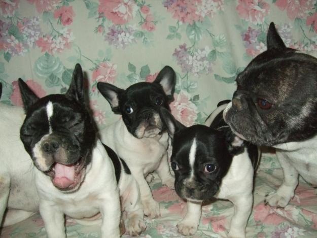 Adorable chiot bouledogue français