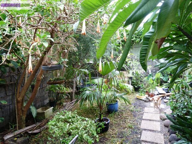 Vente maison F4 Sud sauvage Réunion