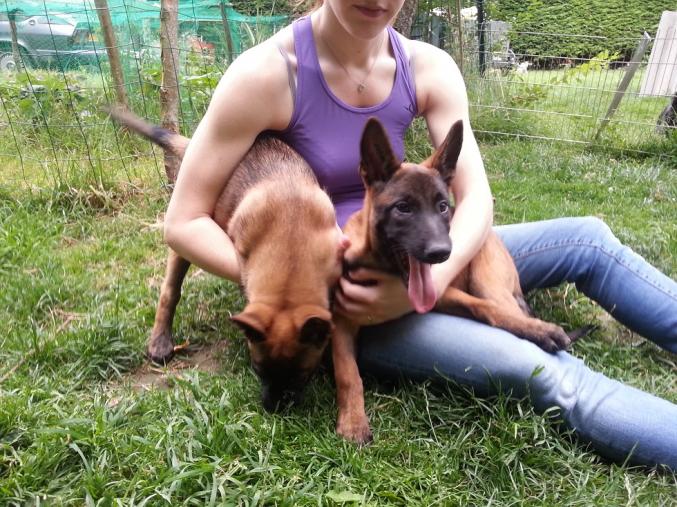Chiots berger belge malinois LOF