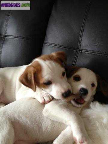 Chiots type jack russel