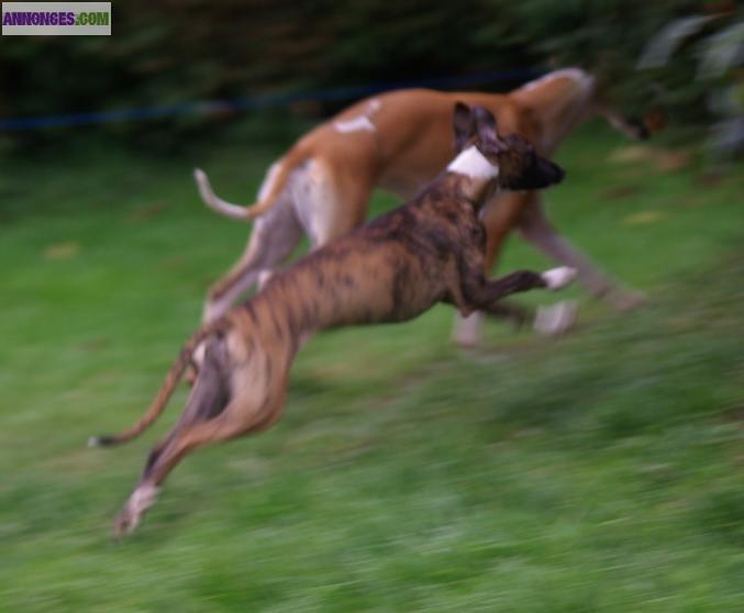 BB Whippet femelle LOF disponible