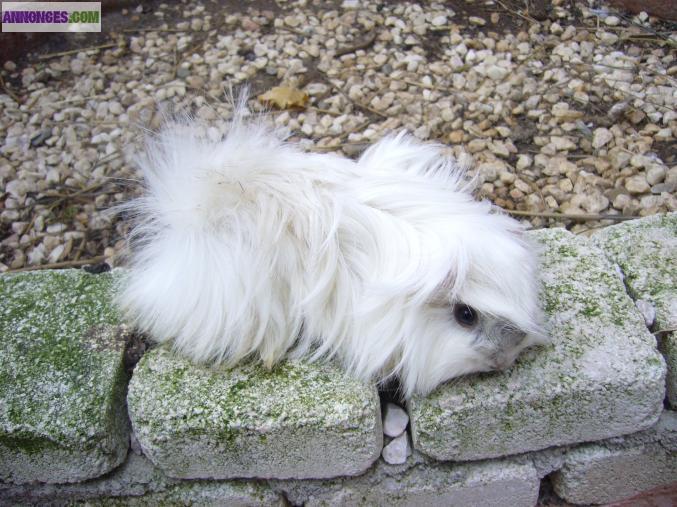 Bébés cochons d'inde