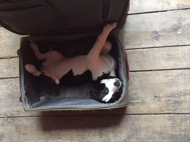 Garde de chiens par étudiant vétérinaire