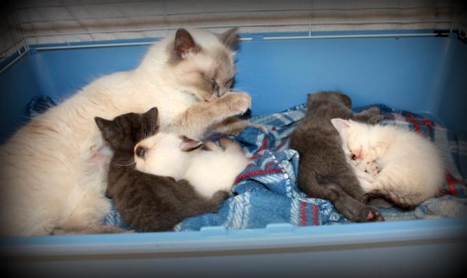 Chaton type sacré de birmanie