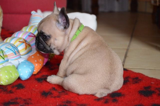 Disponibles chiots apparence Carlin