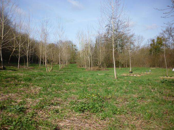 Terrain d'1 hectare pour loisirs avec ruisseau