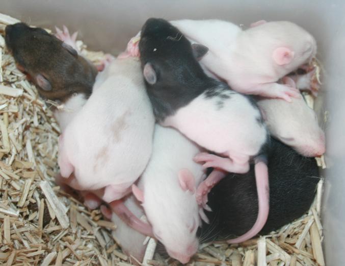 Lot 10 rats bébé , 10 ratons