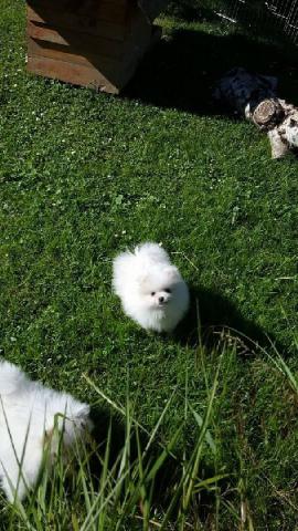 Chiot Spitz Nain Alleamnd , vrais loulou pomeranien
