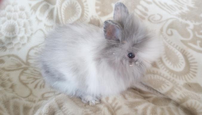 Lapin nain tete de lion