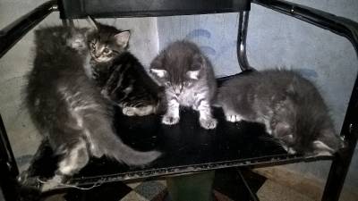 Chatons norvégien loof