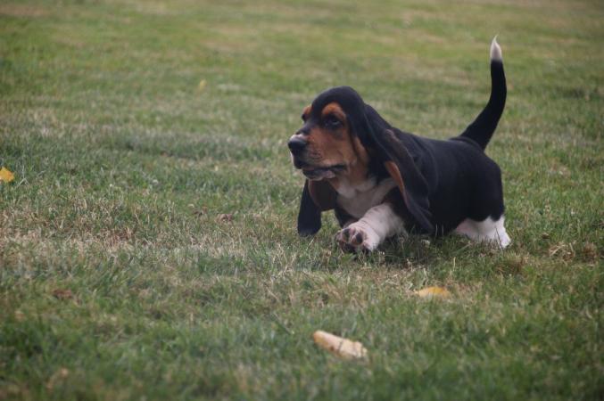 Je propose a l'adoption mes chiots basset hound