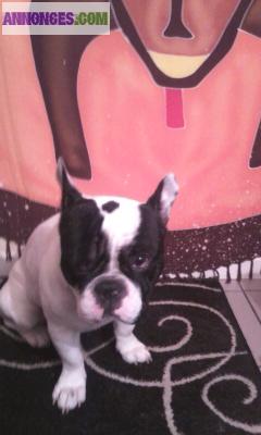 Bouledogue Français