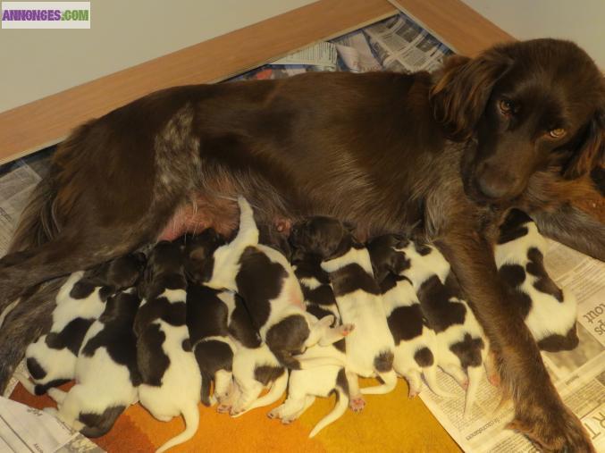 Chiots Petit Epagneul de Munster