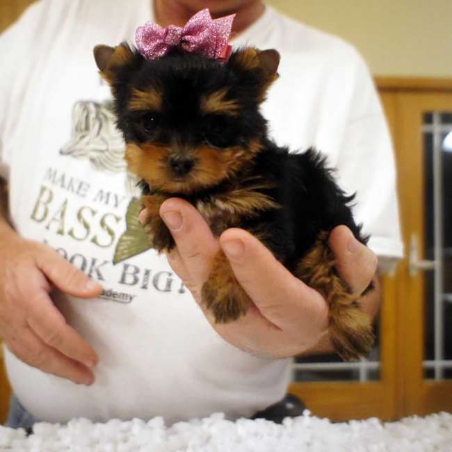 Mini chiots Yorkshire terrier pour adoption