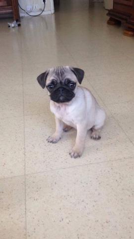 Jeunne chienne carlin