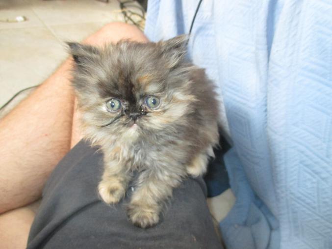 Chatons persans a réserver