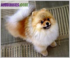 Chiots de type pomeranian spitz nain non l.o.f