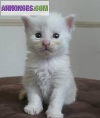 Magnifiques chatons main coon Loof