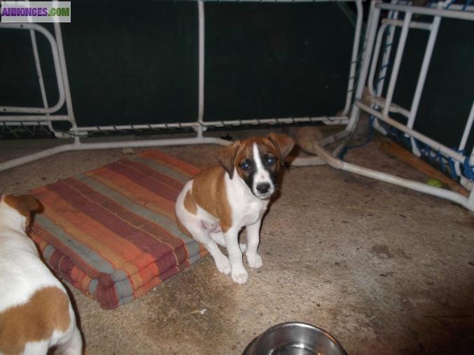 Chiots type Jack Russel