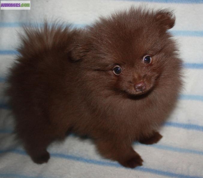 Superbe mâle chocolat de type spitz nain