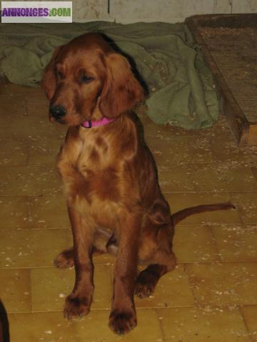 CHIOTS SETTER IRLANDAIS LOF