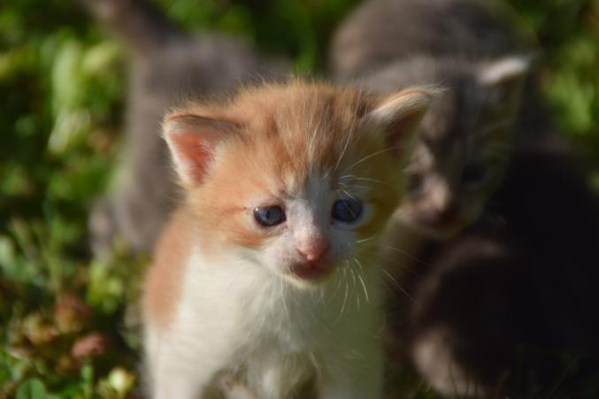 Chaton à donner